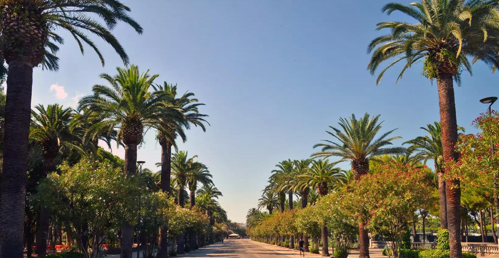 Viale alberato con palme e cielo sereno, ideale per passeggiate rilassanti.