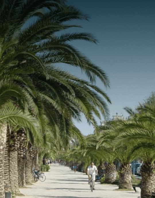 Viale alberato con palme, ciclista su una strada soleggiata.